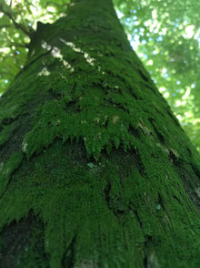 Naturcoach, Meditationslehrer, Shinrin Yoku Daniel Hauser, Uster, Coach, Coaching, Visionssuche