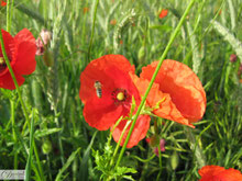 Intakte Natur - Mohn mit Biene - Natur für mehr Gesundheit und Wohlbefinden - Foto by Danina's Kunst Werkstatt