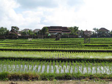 Campi di riso nella zona nord di Canggu (Photo by: Gabriele Ferrando)
