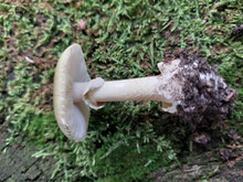 Grüner Knollenblätterpilz, Ring, Knolle und Scheide gut zu erkennen