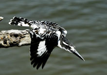 Kingfisher auf dem Weg zum Erfolg!