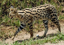 Servals and Caracals