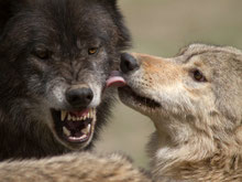 Wildpark