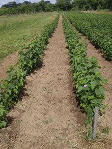 Champs de cassis (production de bourgeons)