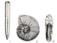 Раковины головоногих моллюсков: 1 - Belemnites absolutus FISCY., 2 - Virgatites virgatus BUCH (2а - вид сбоку, 2б - вид впереди)