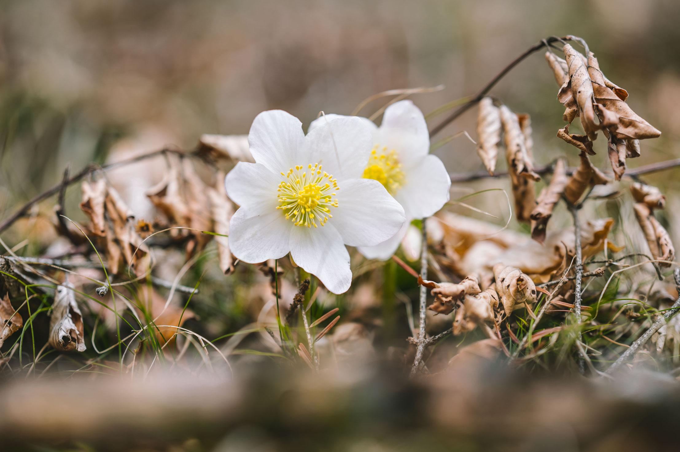 Schneerosenwanderung am Wilden Kaiser in Tirol, Rundwanderung vom Hintersteiner See zur Walleralm und Aussichtsberg Kreuzbichl | Wandern im Frühling - beste Zeit für die Erika-Blüte: März,April |  #wilderkaiser #kitzbüheleralpen #mountainhideaways