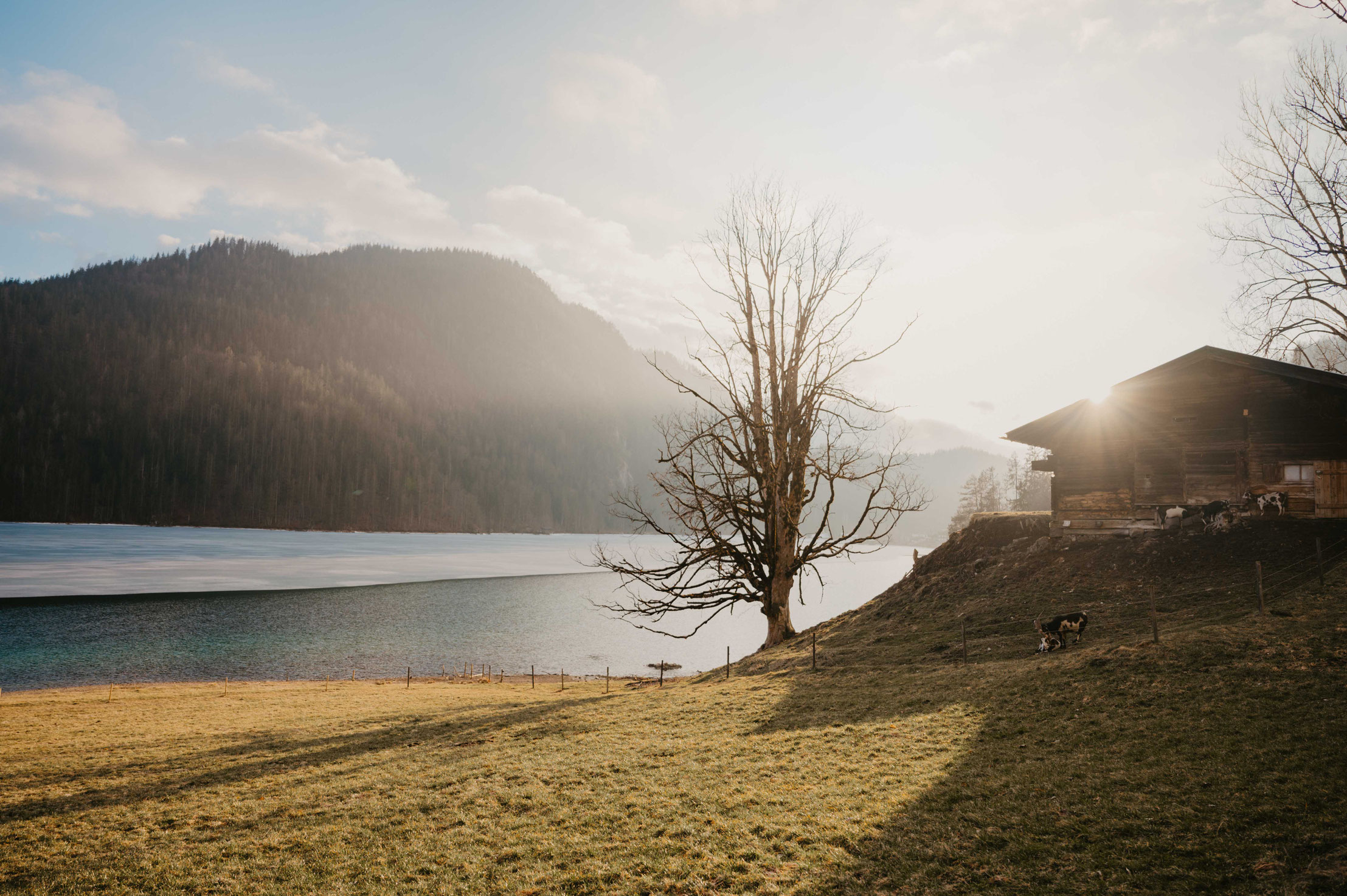 Schneerosenwanderung am Wilden Kaiser in Tirol, Rundwanderung vom Hintersteiner See zur Walleralm und Aussichtsberg Kreuzbichl | Wandern im Frühling - beste Zeit für die Erika-Blüte: März,April |  #wilderkaiser #kitzbüheleralpen #mountainhideaways