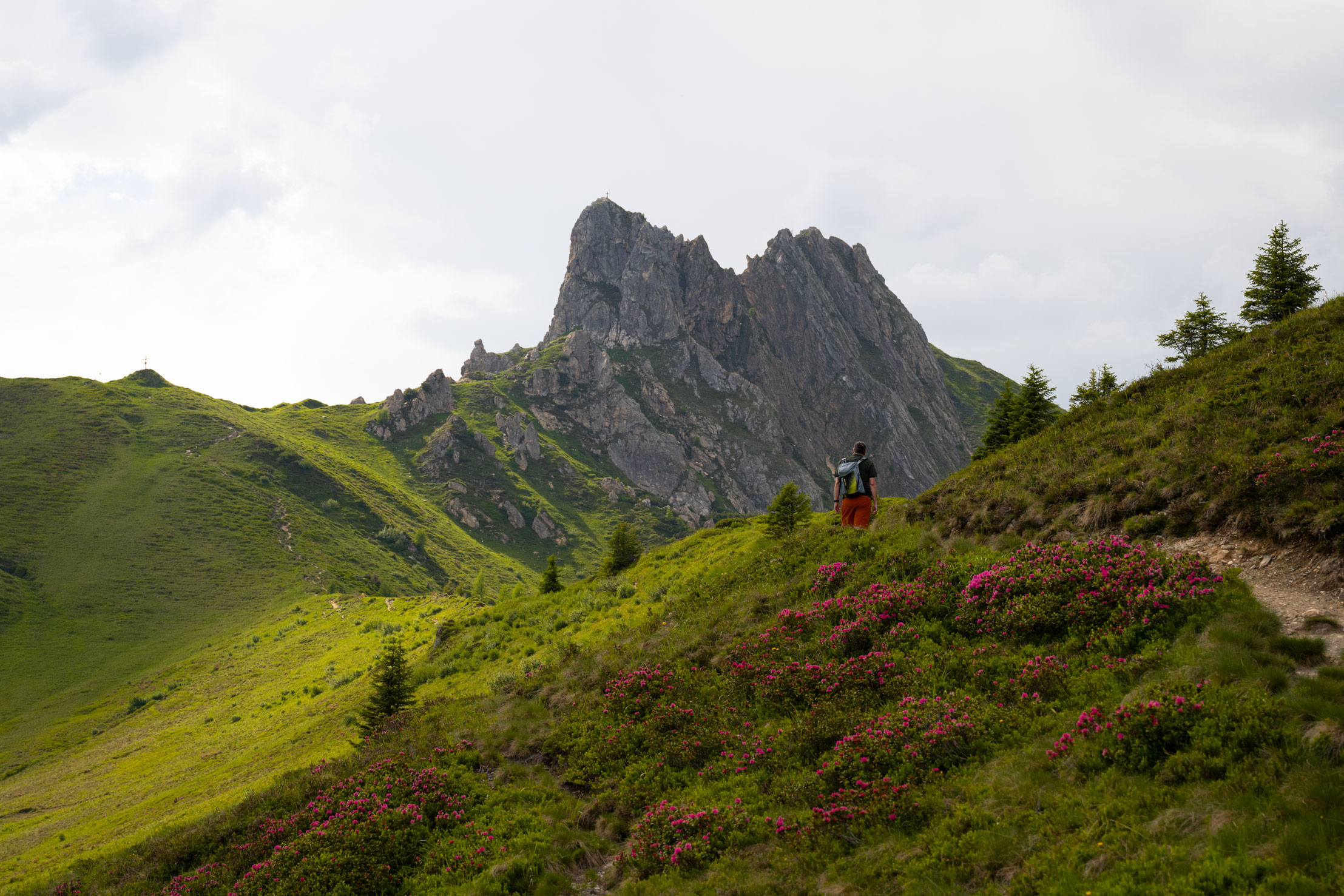 Wanderer zwischen Almrosen auf dem Bergsteig zum Schuhflicker