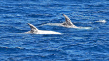 Rundkopfdelfine, Lanzarote