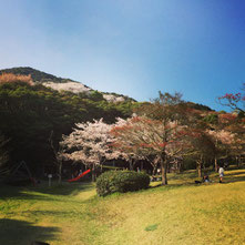 桜もまだ咲いているといいですね♪