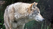 Grauwolf, Lobopark Antequera