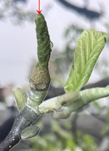 八王子市で剪定する植木屋「纏造園」