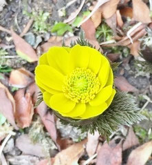 去年は福寿草が花を咲かせていました。