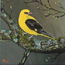 Pirol 30 x 30   