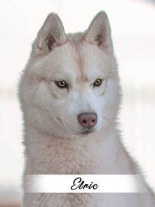 Mâle husky chien loup