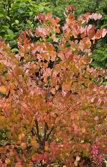 Cercidiphyllum japonicum