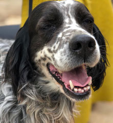 Foto von Bobo