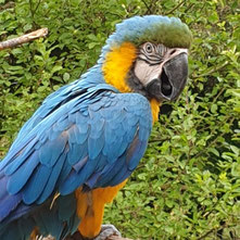 Blauer Ara