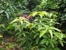 葉の成長（6/14）