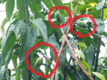 実の成長（5/10）