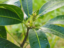花芽が出始める（1/10）