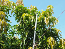 葉の成長（8/16）キーツ