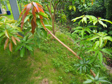 葉の成長（9/28）