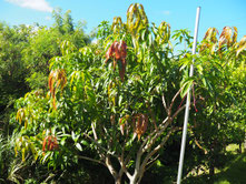 葉の成長（10/14）