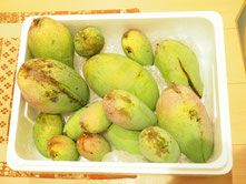 収穫（7/12）キンコウ