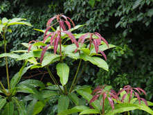 葉の成長（5/10）