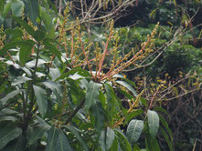 花芽の成長（2/22）