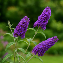 Bild mit KI erstellt