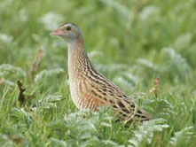 Wachtelkönig (Crex Crex)