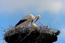Weißstorch auf Nest mit Jungvogel