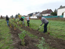 Hecken werden gepflanzt