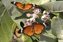 Afrikanischer Monarch (Lanzarote)
