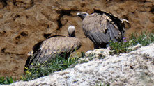 Gänsegeier bei Sepulveda