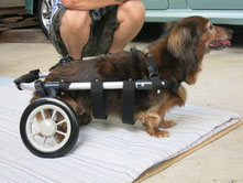 犬の車椅子　犬用車いす　犬 車イス　犬 歩行器　ドッグカート　車椅子犬