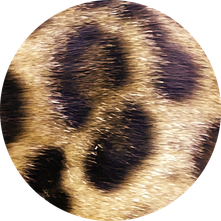 ベンガル猫について Azuyomo Bengals ベンガル猫について Azuyomo Bengals