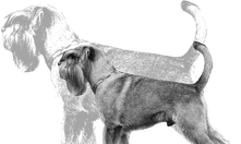 Vincent vom Fidibus, Schnauzer und Deckrüde