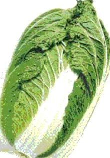 白菜(Ishi-seed)