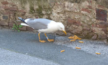 Möwe