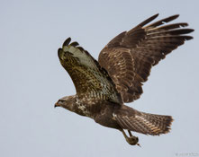 Mäusebussard - Foto: NABU/ Olaf Titko