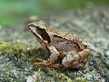 Foto: P. Roos; Grasfrosch