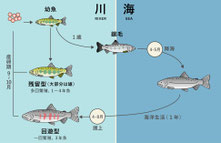 図2 サクラマスの生活史(出典:鮭と鰻WEB図鑑)