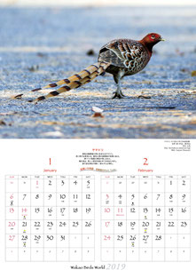 1〜2月 ヤマドリ