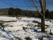 Zebras im Schnee