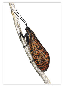Köcherfliege (Oligostomis reticulata)