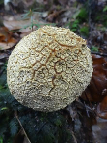 Scleroderma citrinum (photo ugo)