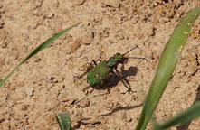 Cicindela campestris